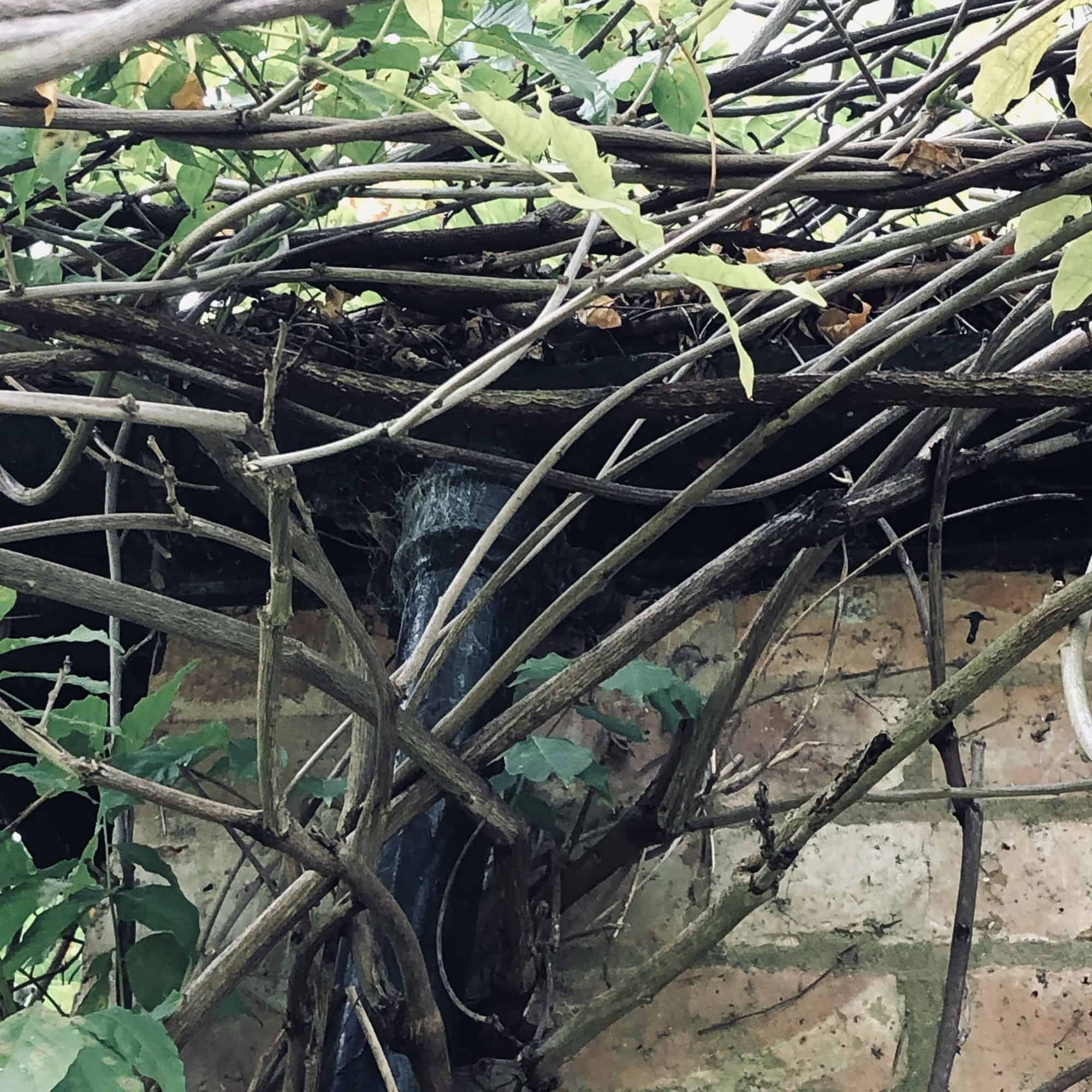 Tree and Vine Removal Rugby SJG Maintenance